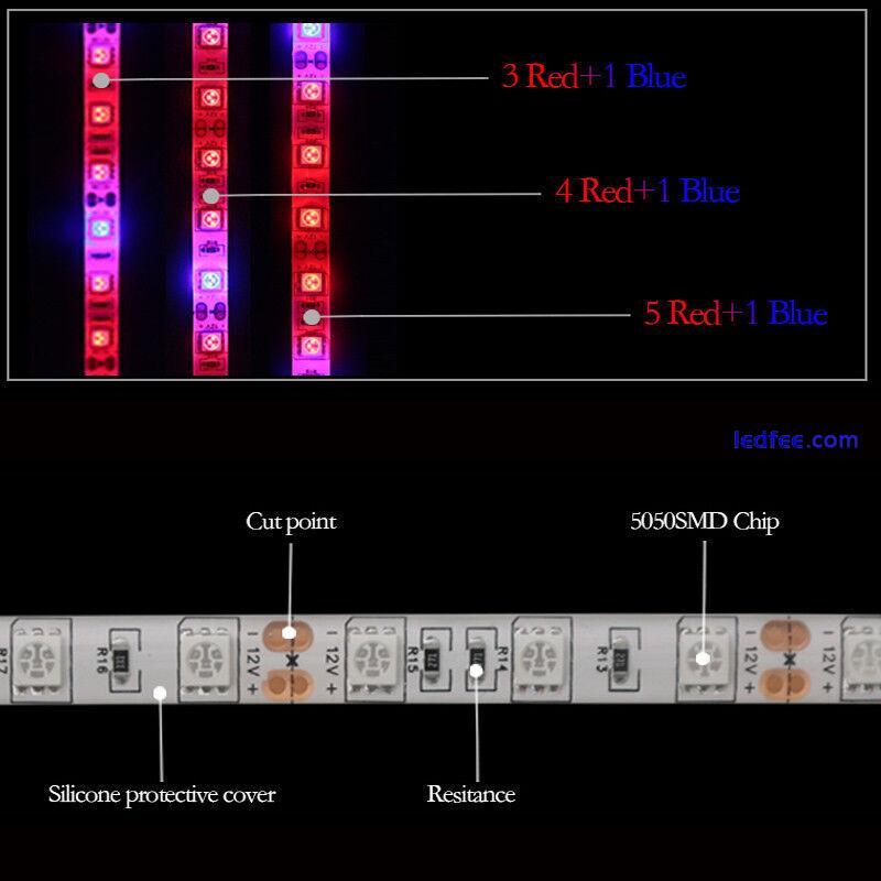 5050 300LED Grow lights red:Blue DC12V 3:1,4:1,5:1 led strip For Plant Growing 0 