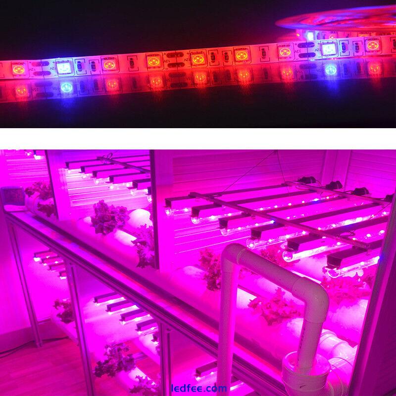 5050 300LED Grow lights red:Blue DC12V 3:1,4:1,5:1 led strip For Plant Growing 1 