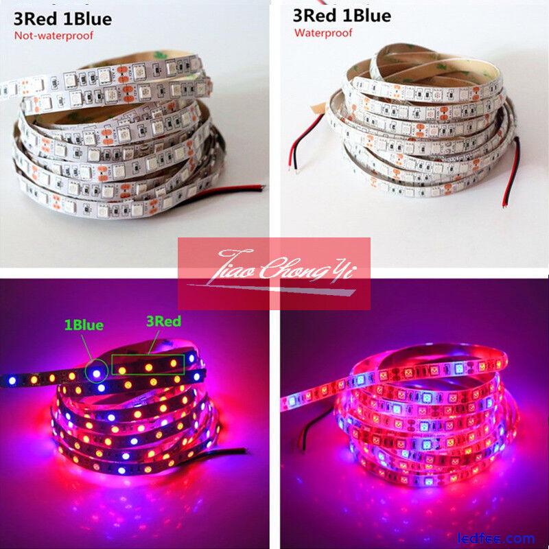 5050 300LED Grow lights red:Blue DC12V 3:1,4:1,5:1 led strip For Plant Growing 2 