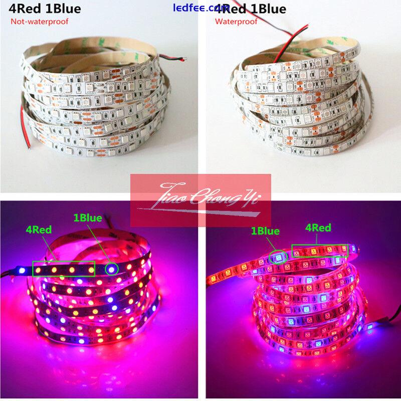 5050 300LED Grow lights red:Blue DC12V 3:1,4:1,5:1 led strip For Plant Growing 3 