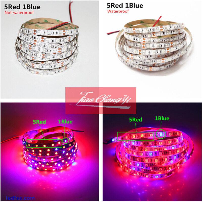 5050 300LED Grow lights red:Blue DC12V 3:1,4:1,5:1 led strip For Plant Growing 4 